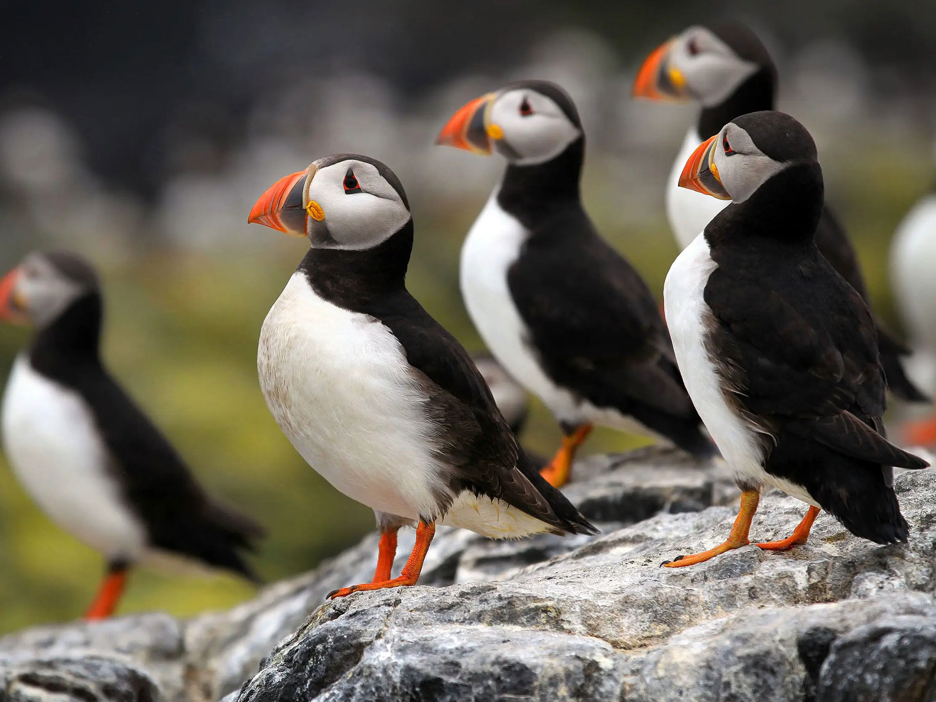 Puffins, Wales